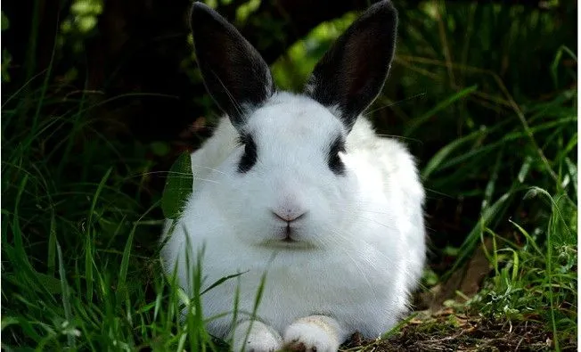 Qué muerden los conejos