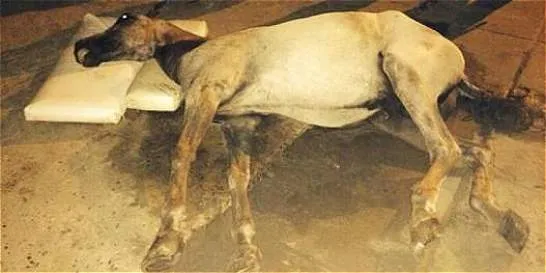 Muere un caballo cochero en Cartagena - Otras ciudades - ELTIEMPO.COM Muere un caballo cochero en Cartagena - Otras ciudades - ELTIEMPO.COM