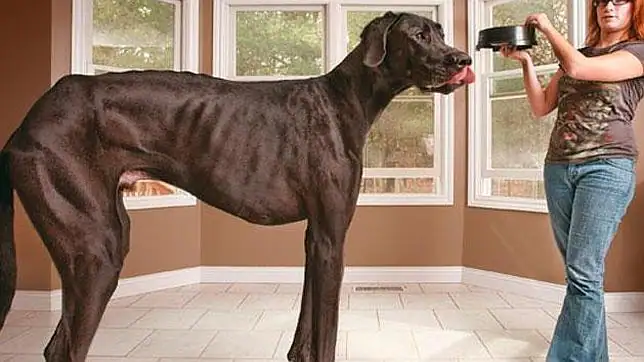 Muere el perro más alto del planeta a los cinco años de edad - ABC.es