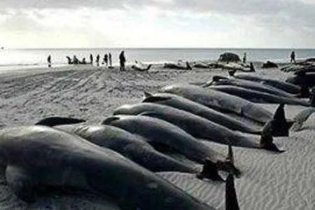 MUERTE DE AVES Y ESPECIES MARINAS EN EL MAR PERUANO. « SAMDE SAR ...