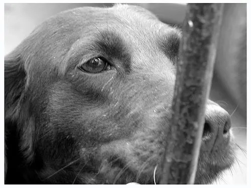 La muerte de una mascota | Mundo Perro