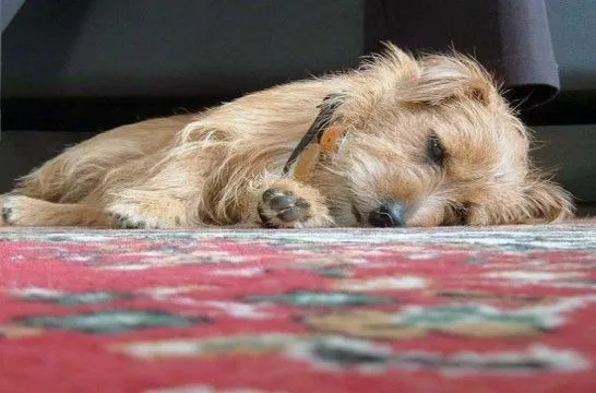 La muerte del perro: causas más frecuentes | EROSKI CONSUMER La muerte del perro: causas más frecuentes | EROSKI CONSUMER