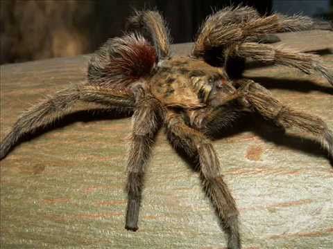 Muestra fotográfica de Animales Chilenos - YouTube Muestra fotográfica de Animales Chilenos - YouTube