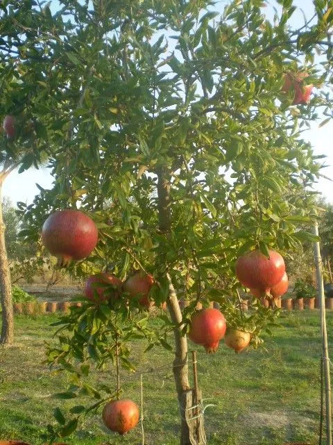 Muestra tu fruta! - Página 3 - Foro de InfoJardín