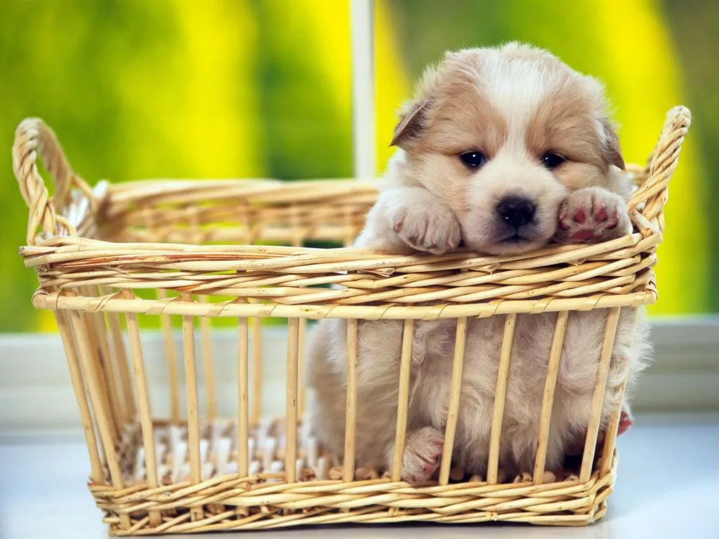 ... muito mais!: Wallpapers - Filhotes Especial Cachorros (Pack 1 ... muito mais!: Wallpapers - Filhotes Especial Cachorros (Pack 1