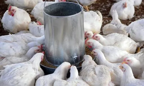 Mujeres de Arroyo Cano apuestan a granja de pollo - PhotoNews. Mujeres de Arroyo Cano apuestan a granja de pollo - PhotoNews.