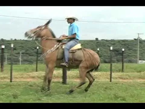 Mula Garbosa - YouTube