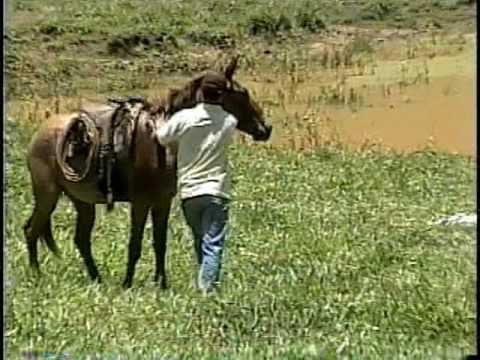 MULA TRABALHANDO...7 - YouTube