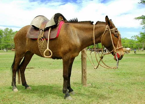 Mula | Wikifaunia, tu enciclopedia de animales Mula | Wikifaunia, tu enciclopedia de animales