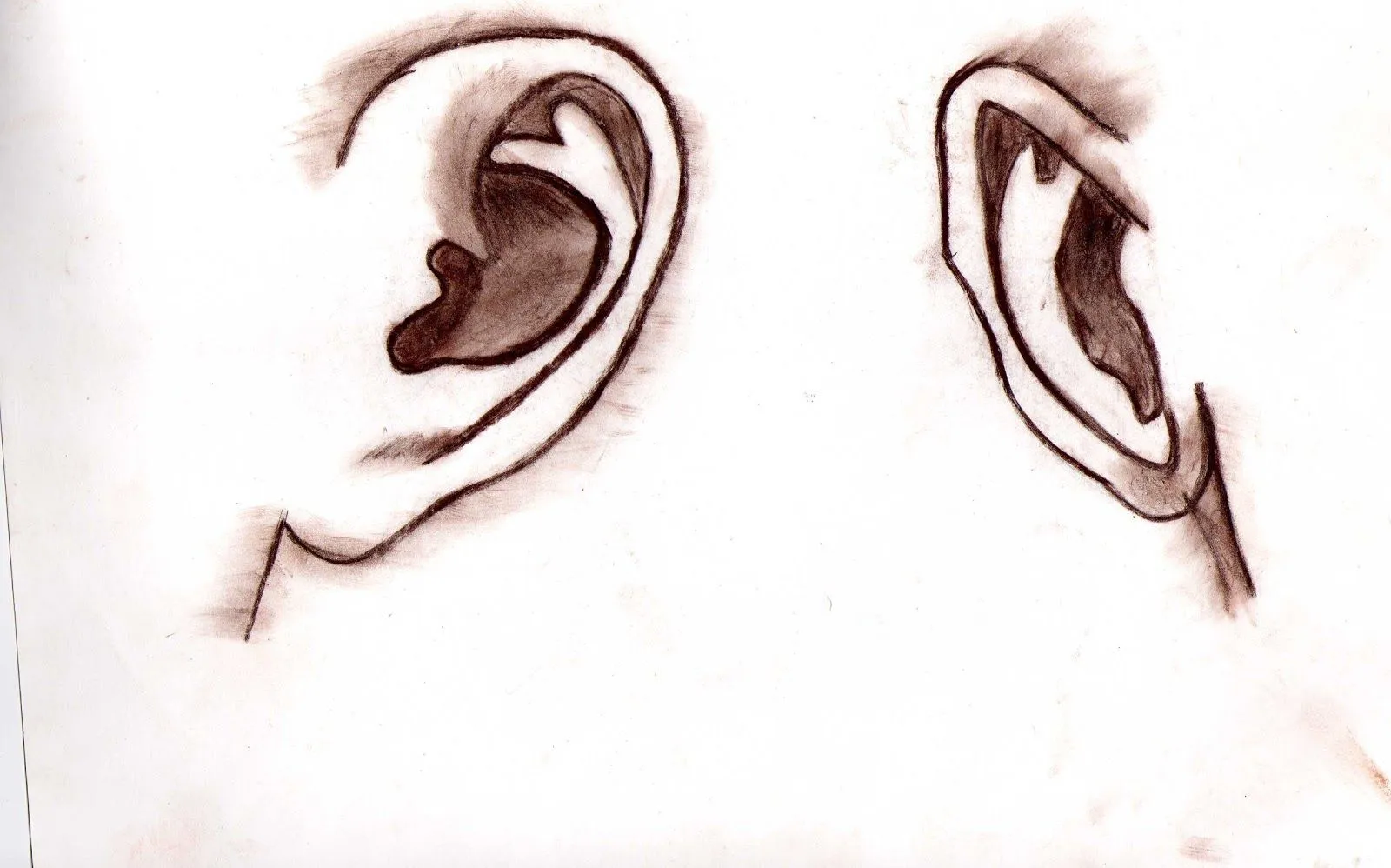 MULTIMEDIA: Dibujo del rostro