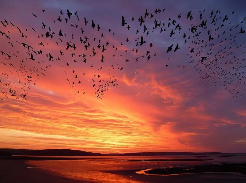 Día Mundial de las Aves Migratorias 2022 - El Regreso Día Mundial de las Aves Migratorias 2022 - El Regreso