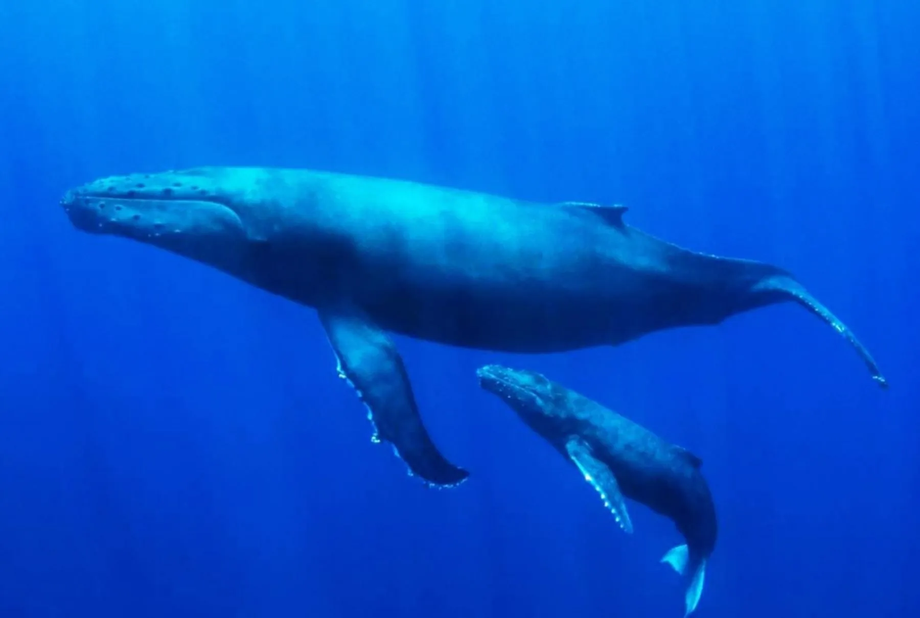 Día Mundial de los Mares: la insondable belleza del mar del norte de Perú – Revista Pesca & Medio Ambiente Día Mundial de los Mares: la insondable belleza del mar del norte de Perú – Revista Pesca & Medio Ambiente