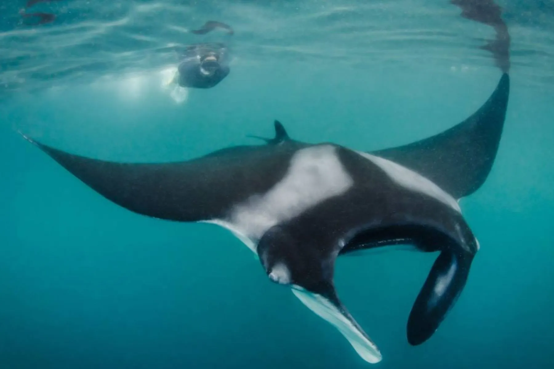 Día Mundial de los Océanos: conoce la extraordinaria riqueza biológica del mar peruano | Noticias | Agencia Peruana de Noticias Andina Día Mundial de los Océanos: conoce la extraordinaria riqueza biológica del mar peruano | Noticias | Agencia Peruana de Noticias Andina