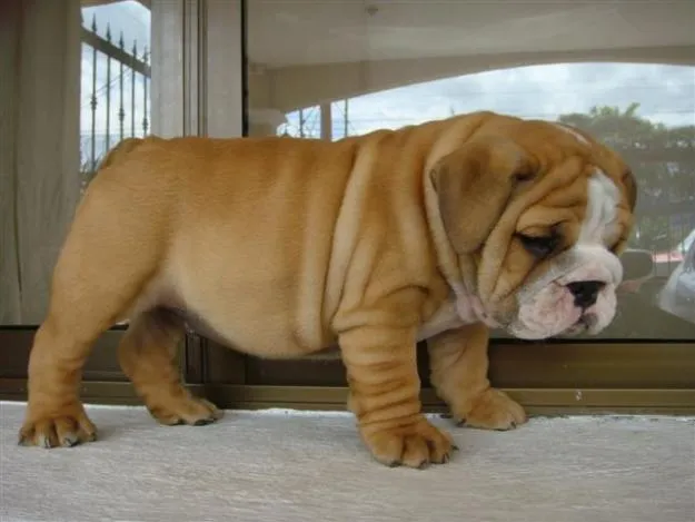 Venta de perros de bulldog - Imagui