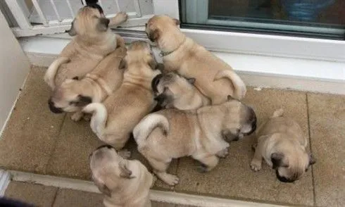 MUNDIMASCOTA :.