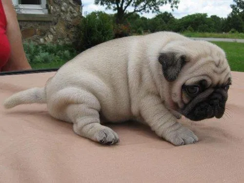 MUNDIMASCOTA :.