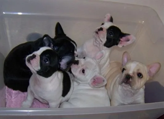 MUNDIMASCOTA :.