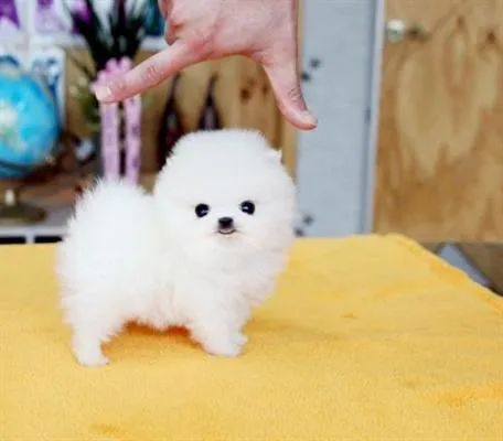 MUNDIMASCOTA :.