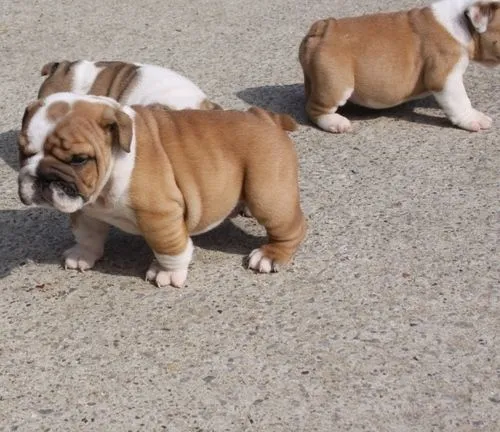 Venta de perros en Mexico, Venta de cachorros en Mexico, Compra ...
