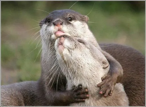 Divertido Mundo Animal! - Taringa!