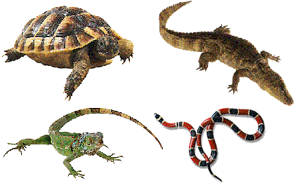 Mundo Animal: Mes de los reptiles