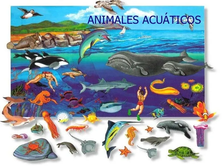 MUNDO ANIMAL - ANIMALES ACUATICOS