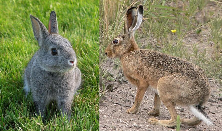 EL MUNDO ANIMAL: DIFERENCIA ENTRE CONEJOS Y LIEBRES EL MUNDO ANIMAL: DIFERENCIA ENTRE CONEJOS Y LIEBRES