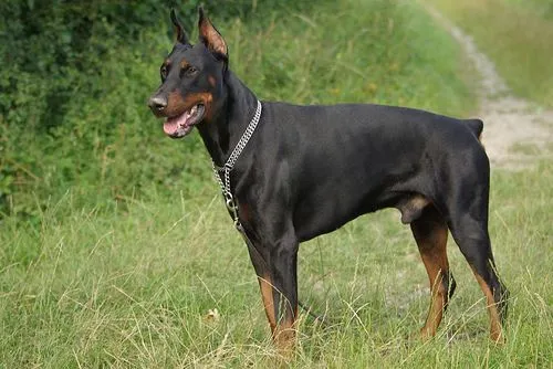 EL MUNDO ANIMAL: doberman no es cierto que se vuelvan locos EL MUNDO ANIMAL: doberman no es cierto que se vuelvan locos