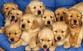 Mundo Animal: Mes del perro!!!