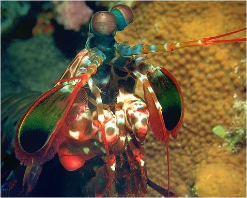 Mundo animal, mineral y vegetal. naturaleza - Hablar sin parar ...