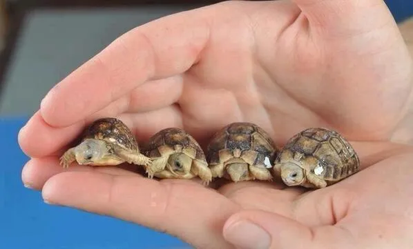 Mundo Animal on Twitter: "Hermosas tortugas bebés con apenas un ... Mundo Animal on Twitter: "Hermosas tortugas bebés con apenas un ...
