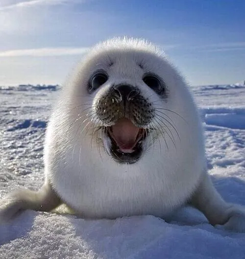 Mundo Animal on Twitter: "La foca blanca es víctima de cazadores y ...