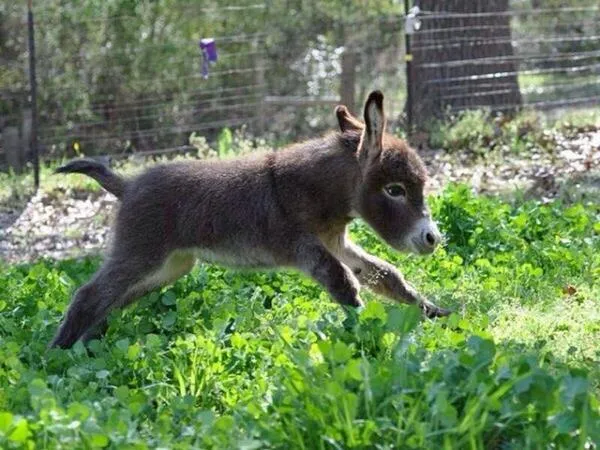 Mundo Animal on Twitter: "Un pequeño burro (asno) bebé. http://t ...