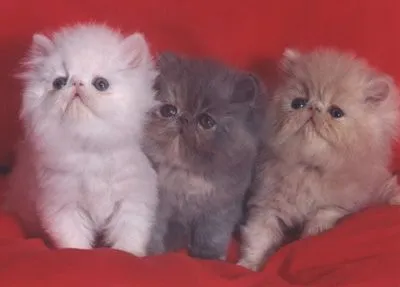 Mundo animal: Paso a paso, como darle la medicina a su gato Mundo animal: Paso a paso, como darle la medicina a su gato