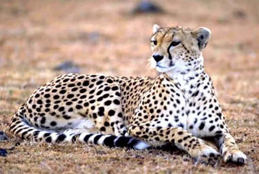 UN MUNDO MEJOR PARA LOS ANIMALES: LOS ANIMALES TERRESTRES UN MUNDO MEJOR PARA LOS ANIMALES: LOS ANIMALES TERRESTRES