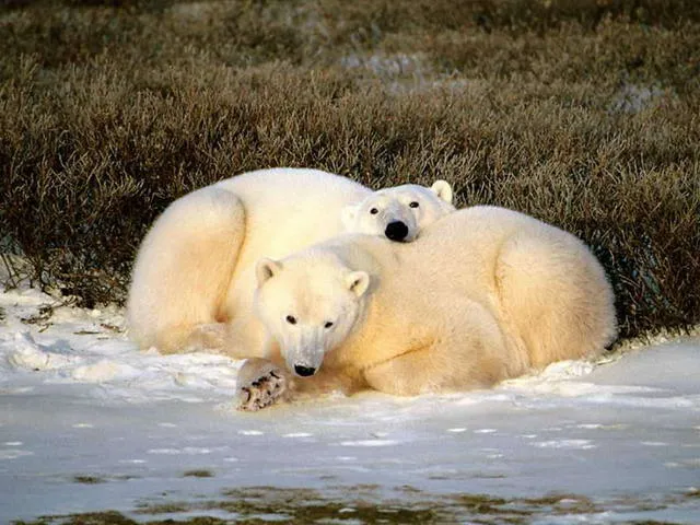Imágenes de animales terrestre - Imagui