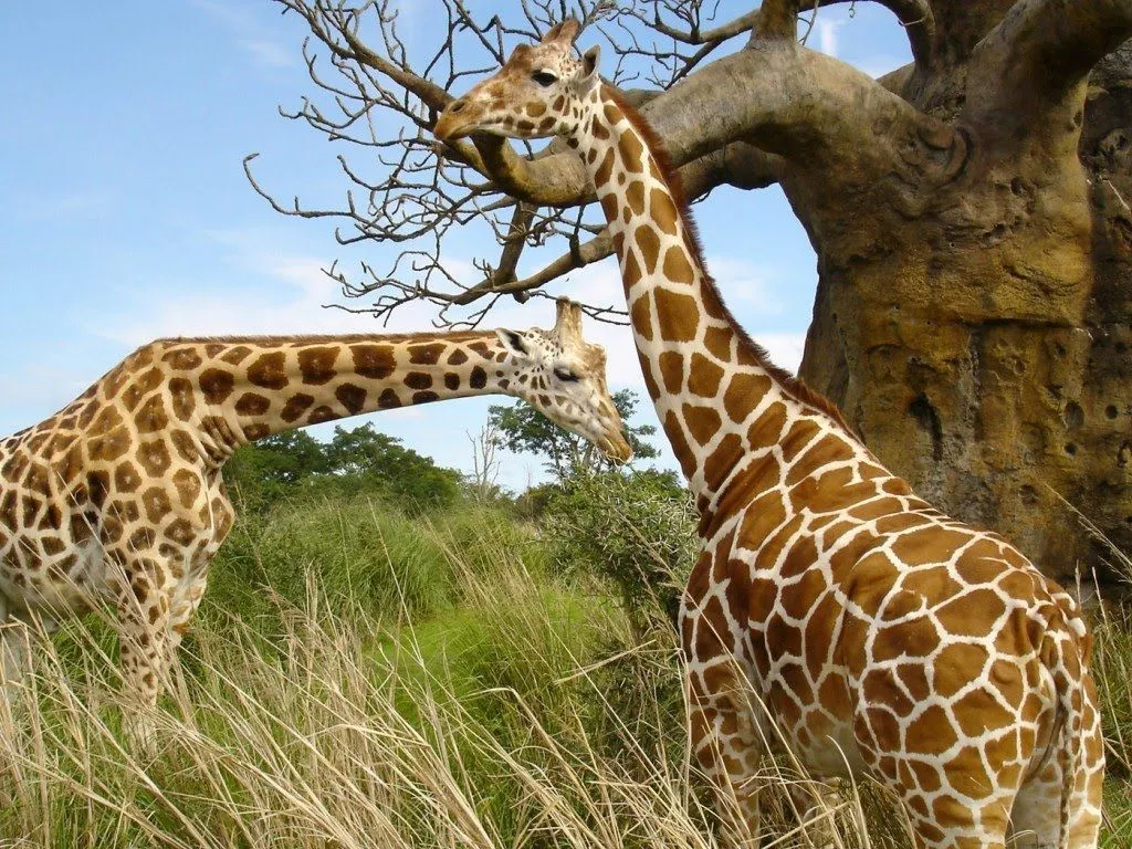 El Mundo De Los Animales 