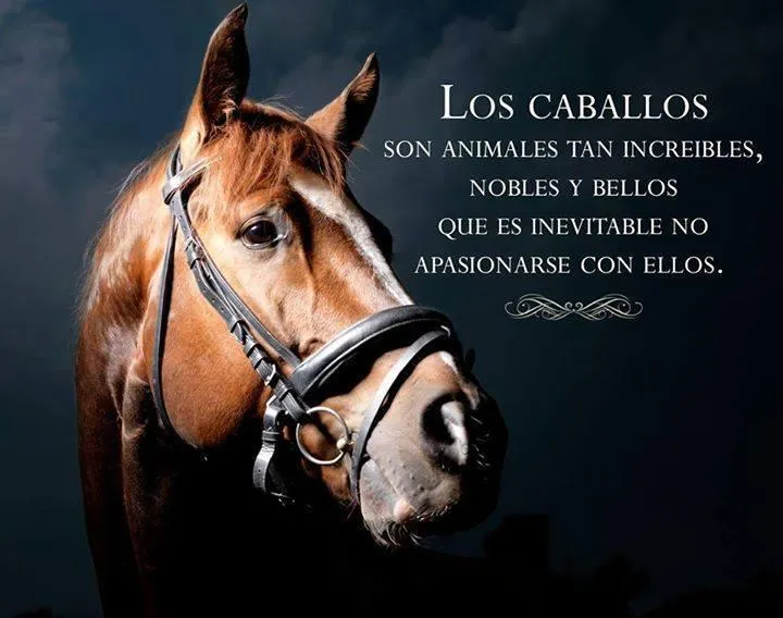 MUNDO de CABALLOS on Twitter: "Dale un "RT" ReTwittear si amas los ... MUNDO de CABALLOS on Twitter: "Dale un "RT" ReTwittear si amas los ...