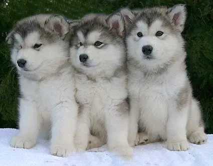 El Mundo del Cachorro: Alaskan Malamute | El Mundo del Cachorro El Mundo del Cachorro: Alaskan Malamute | El Mundo del Cachorro