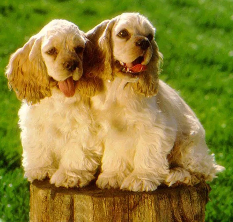 El Mundo del Cachorro: Cocker Spaniel Inglés | El Mundo del Cachorro