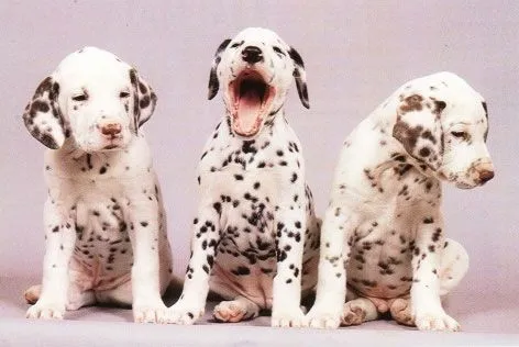 El Mundo del Cachorro: el Dálmata | El Mundo del Cachorro