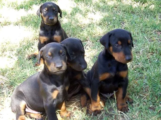 El Mundo del Cachorro: Doberman | El Mundo del Cachorro