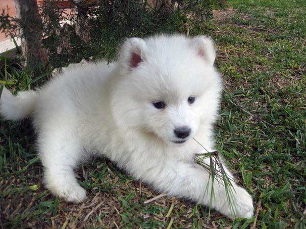 El Mundo del Cachorro: El Samoyedo | El Mundo del Cachorro El Mundo del Cachorro: El Samoyedo | El Mundo del Cachorro