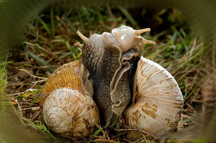 EL MUNDO DEL CARACOL | Animales | El Mundo de los Animales ...