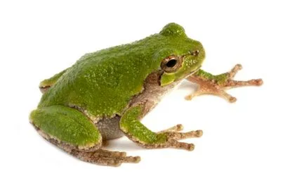 MUNDO DOS CIENTISTAS: PELE DE SAPO PODE CURAR MAIS DE 70 DOENÇAS MUNDO DOS CIENTISTAS: PELE DE SAPO PODE CURAR MAIS DE 70 DOENÇAS