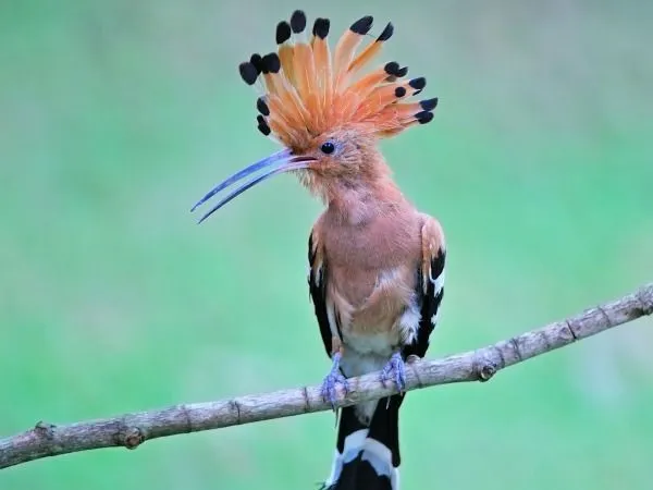 Mundo curioso: Animales raros: los 12 que peor huelen del mundo. Mundo curioso: Animales raros: los 12 que peor huelen del mundo.