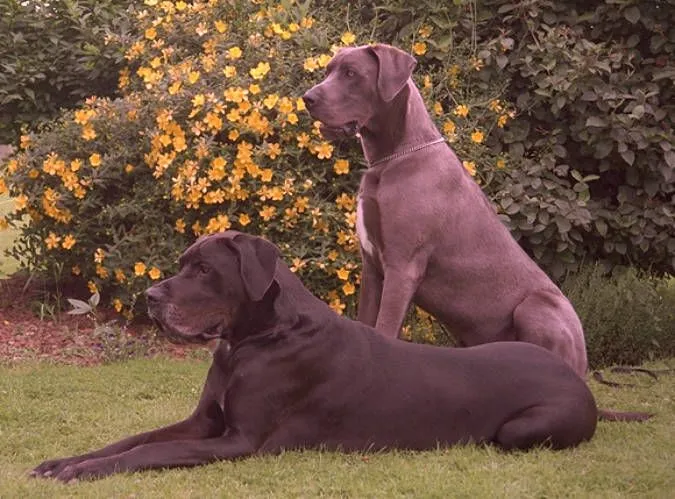 en el mundo el gran danes es uno de los gigantes mas celebrados perro ... en el mundo el gran danes es uno de los gigantes mas celebrados perro ...