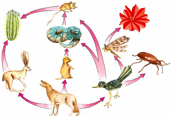 Mundo Ecológico: El Desierto