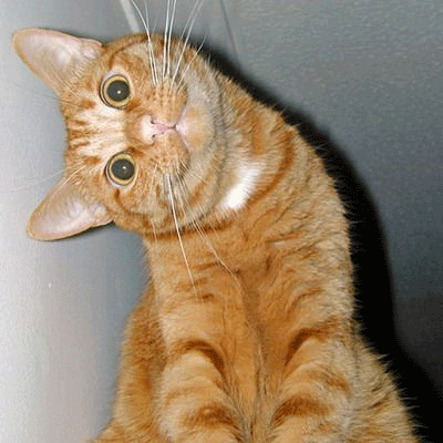 El mundo del felino: Más fotos de gatitos increíblemente tiernos!