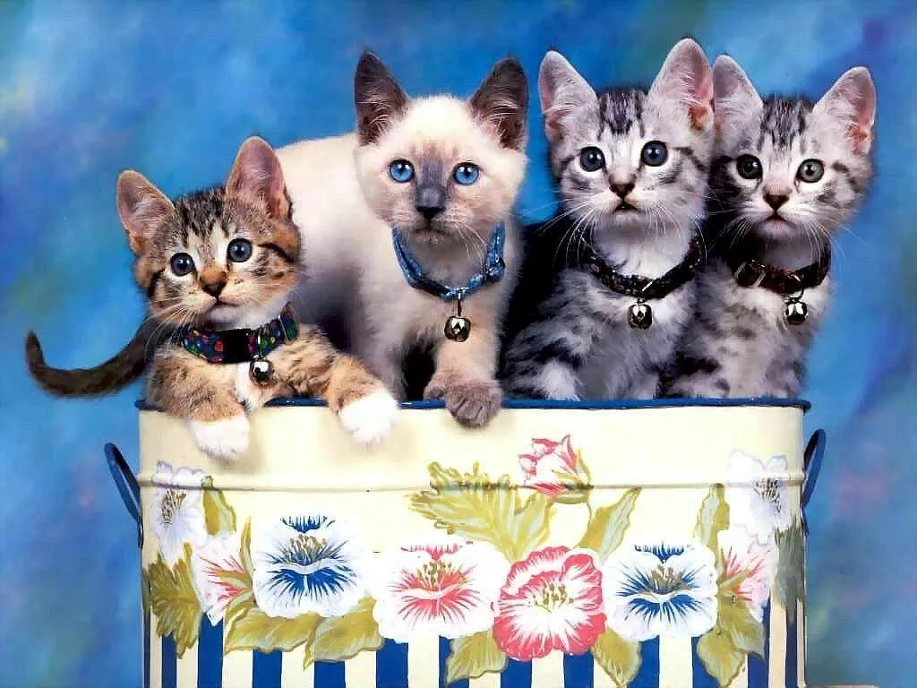 EL MUNDO FELINO. GATOS: Fotos de gatitos